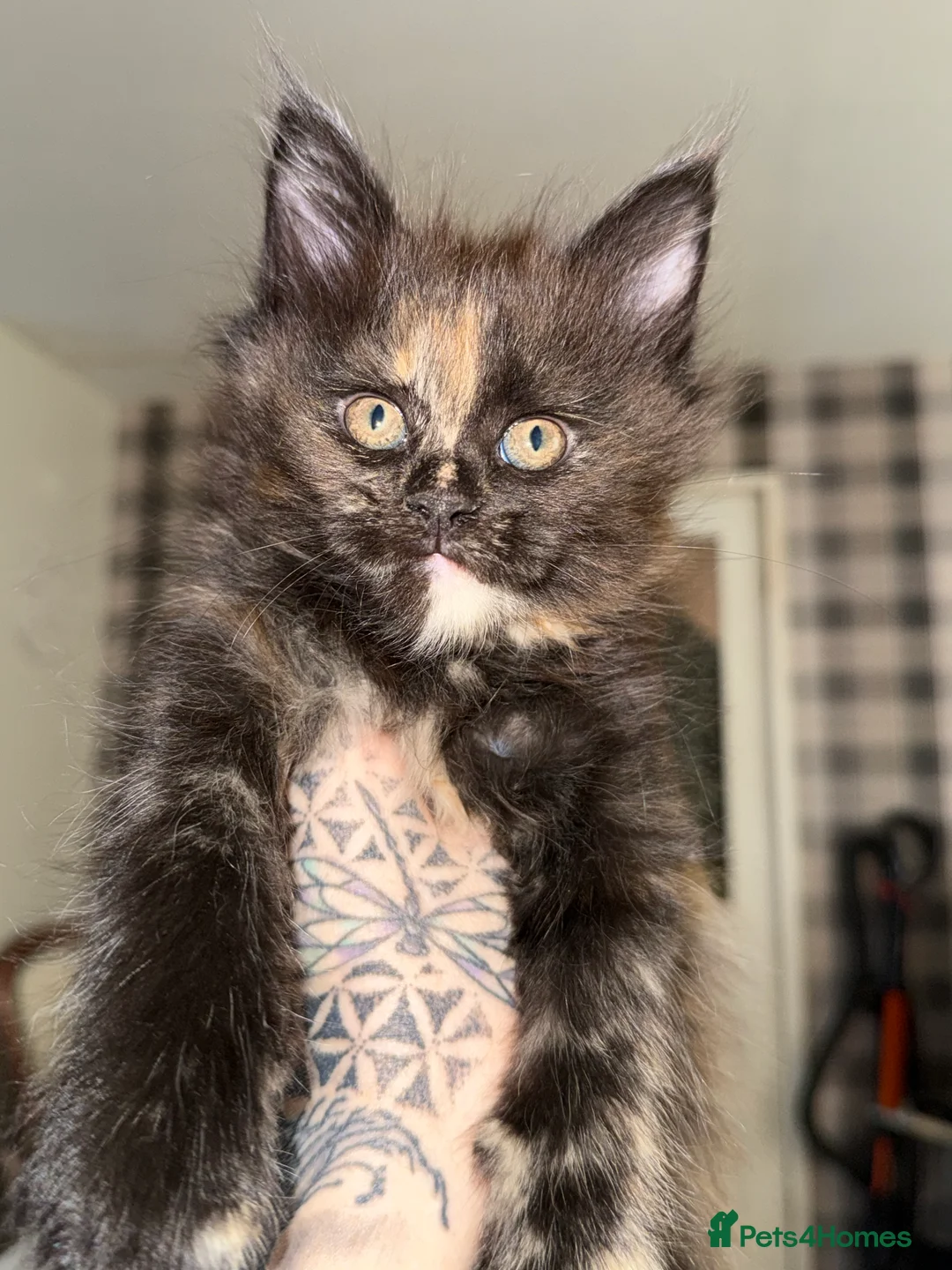 Maine Coon cats for sale: Beautiful Maine Coon Kittens - Advert 15