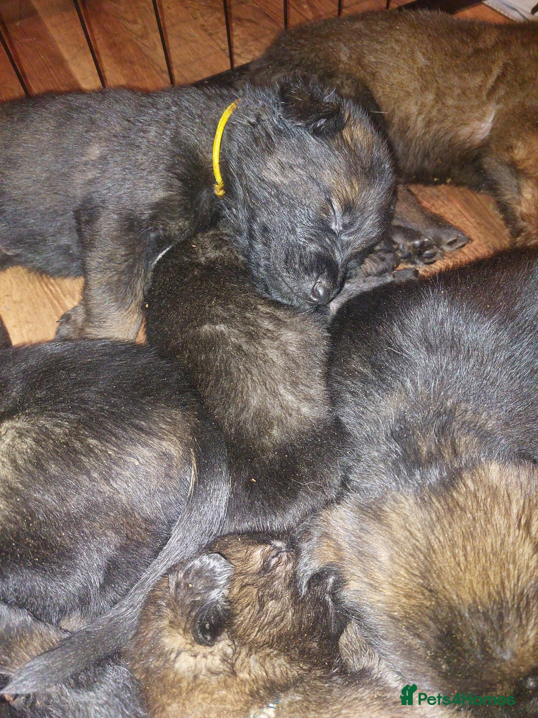 Belgian Shepherd Dog dogs for sale: Stunning Belgian Mali Pups - Image 5
