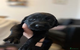 Goldador dogs for sale: Beautiful black and golden goldador puppies  - Image 3