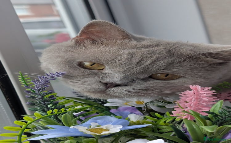 British Shorthair cats - Advert 1
