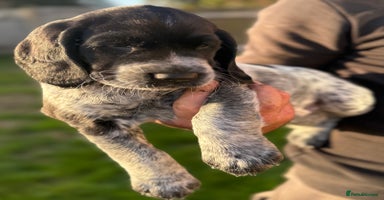 Cockerdor dogs - Advert 4