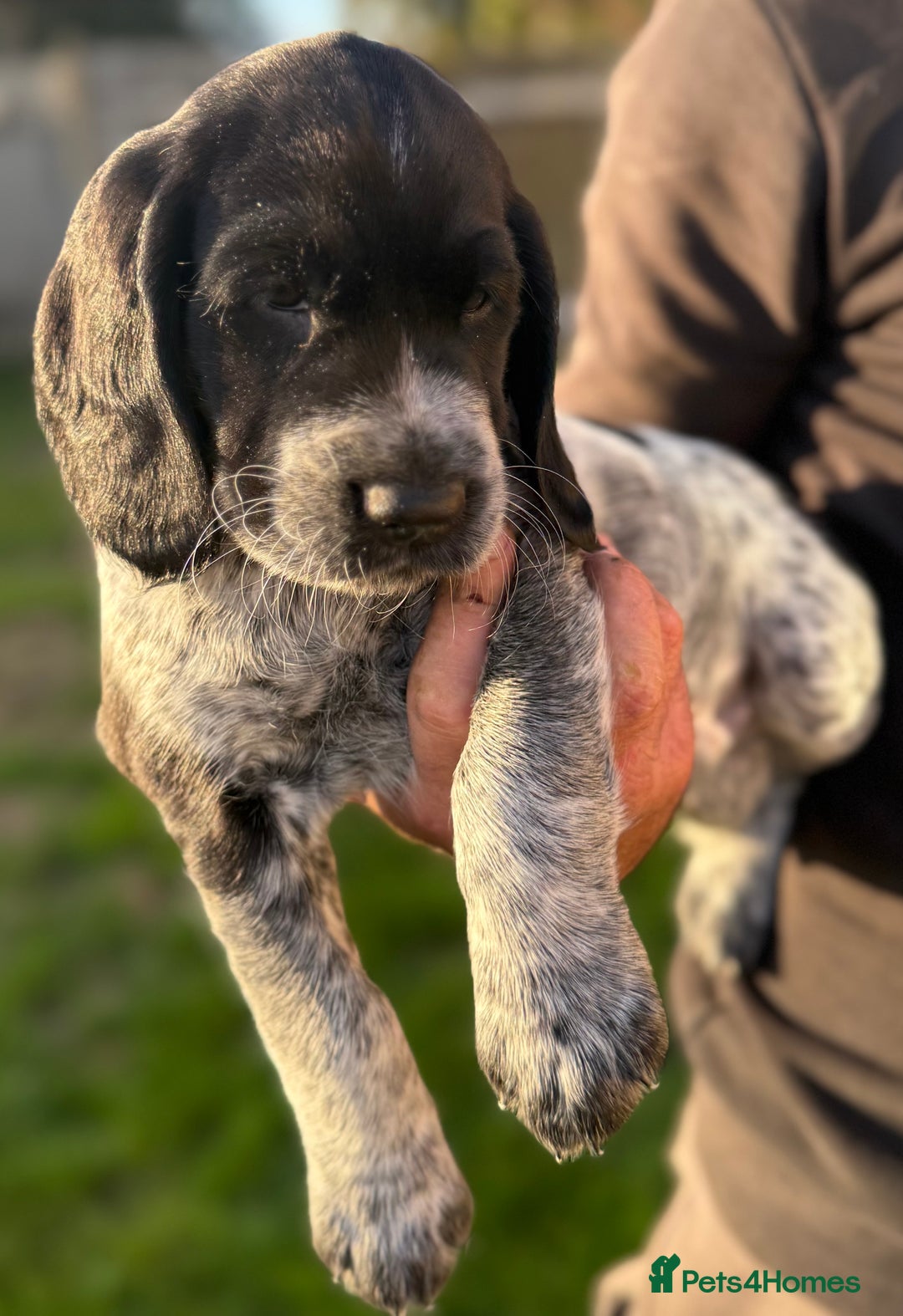 Cockerdor dogs for sale: Cockerdor puppies ready 10th October.  - Image 2