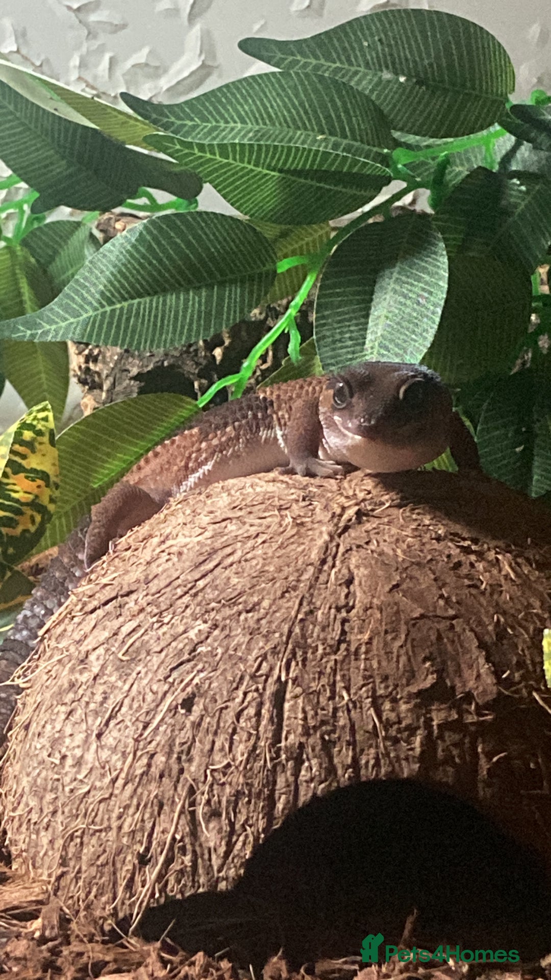 Lizard reptiles for sale: African fat tail gecko + full setup  - Advert 11