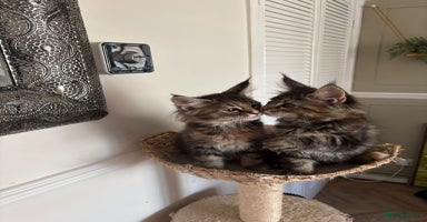 Maine Coon cats - Advert 15