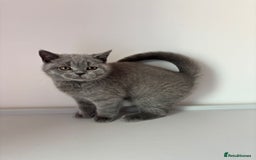 British Shorthair cats for sale: Chunky British Shorthair Kittens in Braintree - Image 5