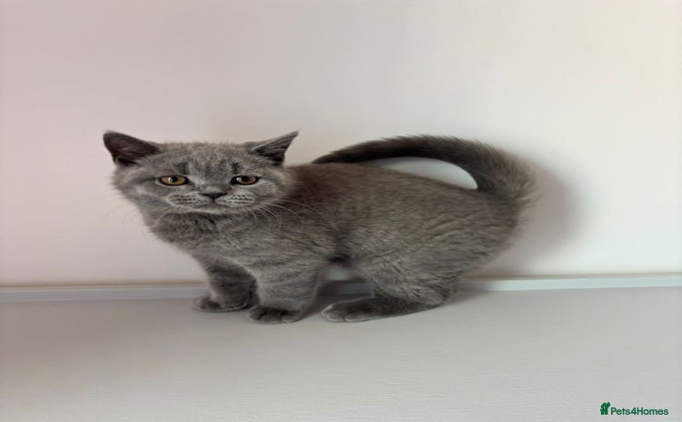 British Shorthair cats in Braintree - Advert 2
