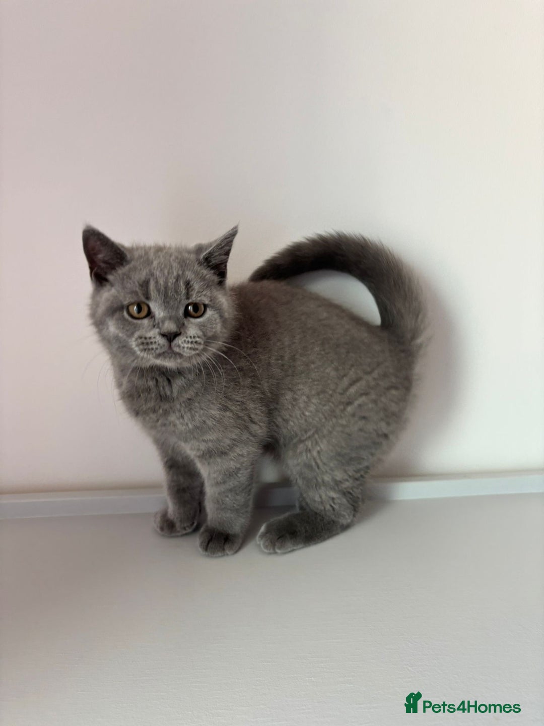 British Shorthair cats for sale: Chunky British Shorthair Kittens in Braintree - Image 5