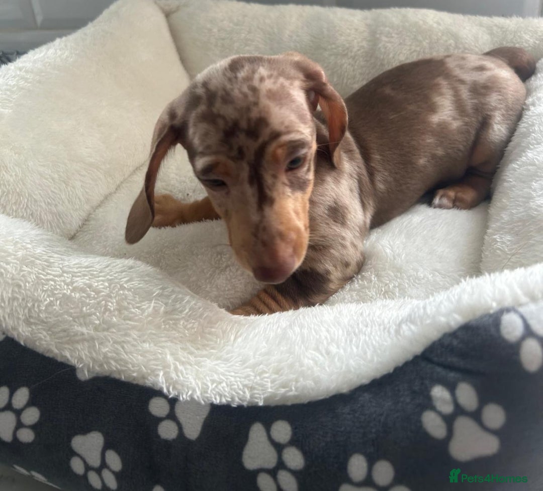 Miniature Dachshund dogs for sale: Miniature dachshund  - Image 20