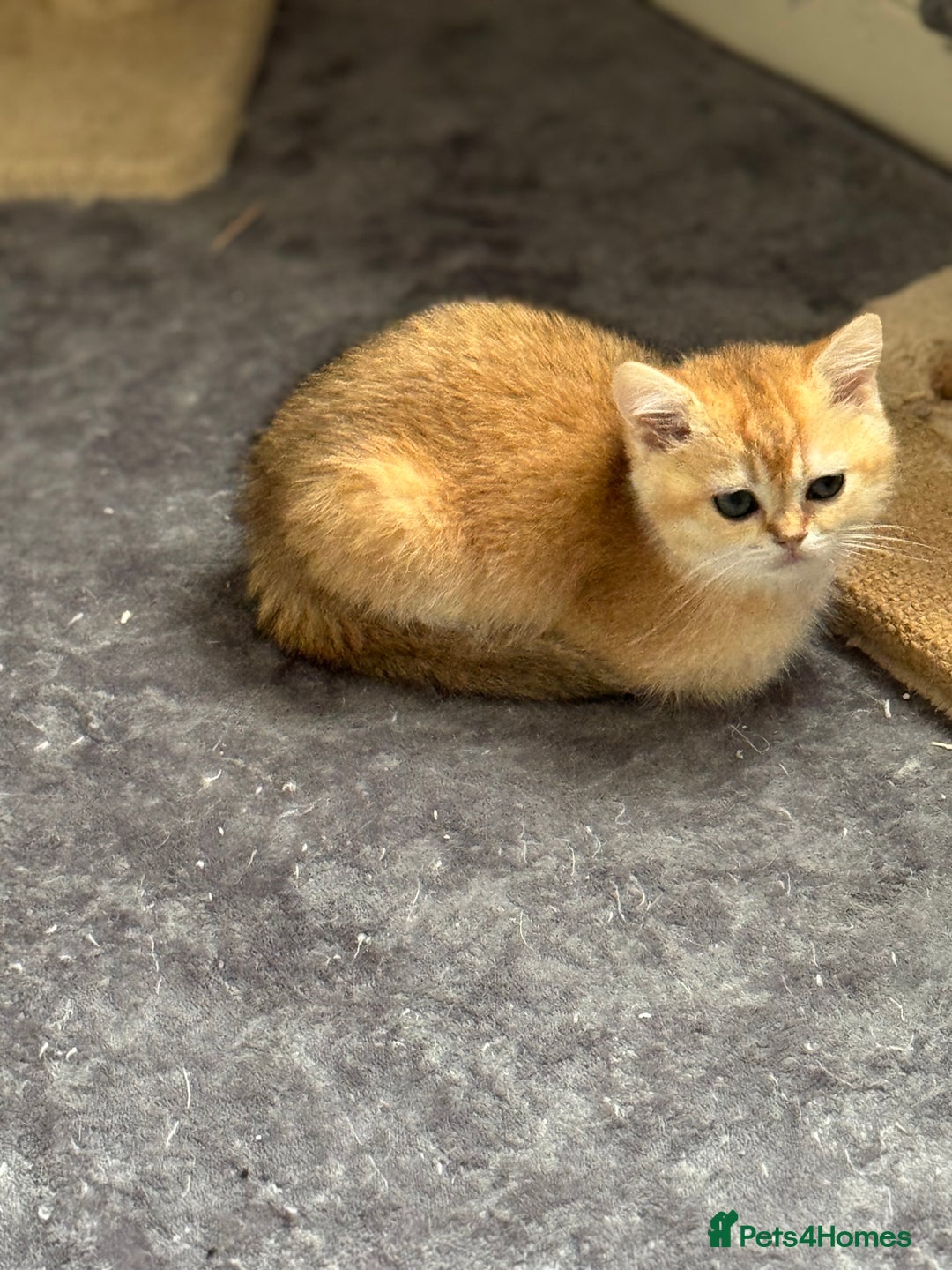 Scottish Fold cats for sale: elite purebred friendly Scottish Fold and Straight - Image 3