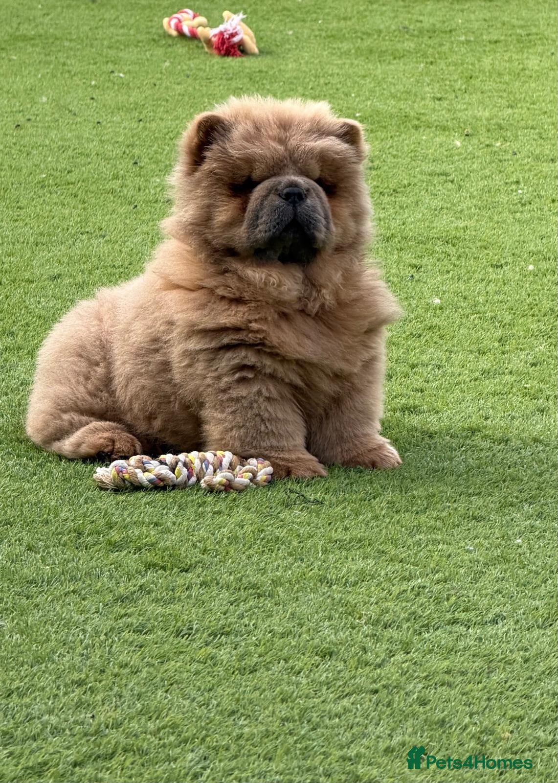Chow Chow dogs 🧸Beautiful chow chow puppies 🧸 - Advert 2