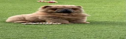 Chow Chow dogs for sale: 🧸Beautiful chow chow puppies 🧸 - Advert 2