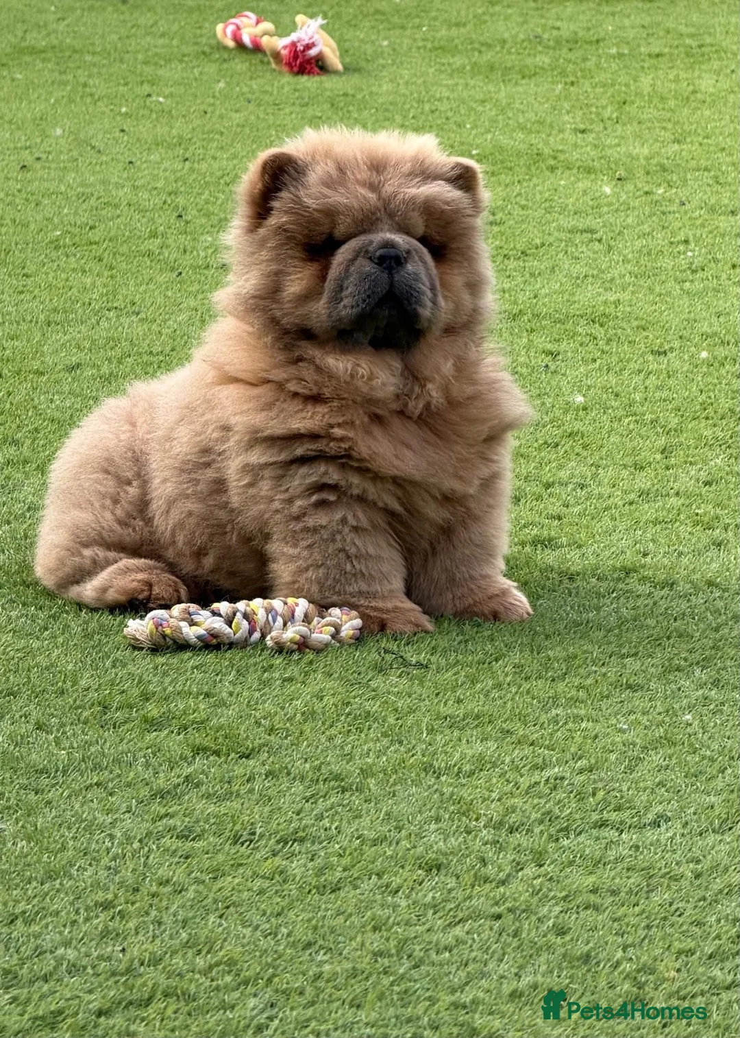 Chow Chow dogs for sale: 🧸Beautiful chow chow puppies 🧸 - Advert 2