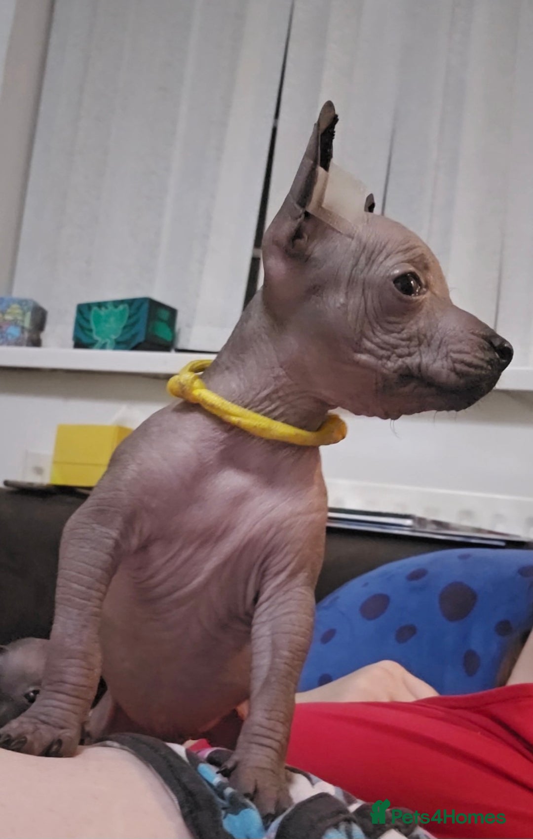 Mexican Hairless dogs for sale: Kc registered Xoloitzcuintle miniature puppies  - Advert 6