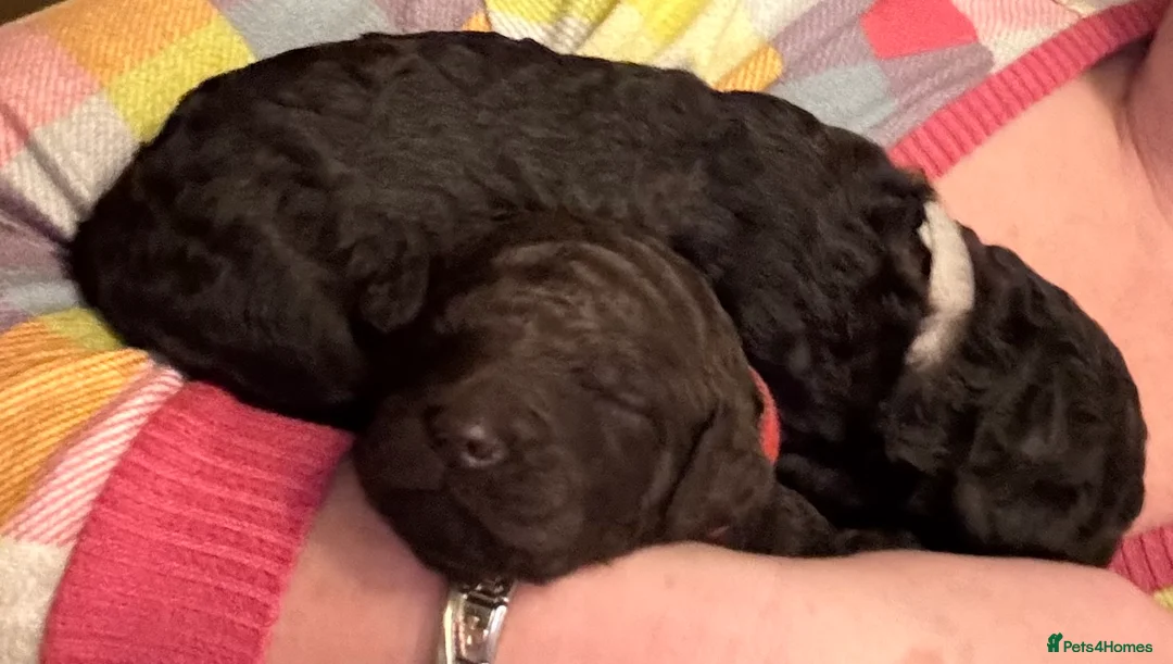 Standard Poodle dogs for sale: Reduced price£1800 Wonderful standard poodle pup’s - Advert 33