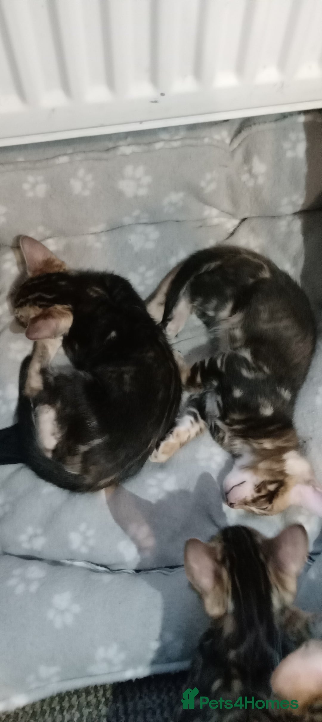 Bengal cats for sale: Pedigree Bengal Kittens - Image 26