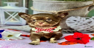 Chihuahua dogs - Advert 7