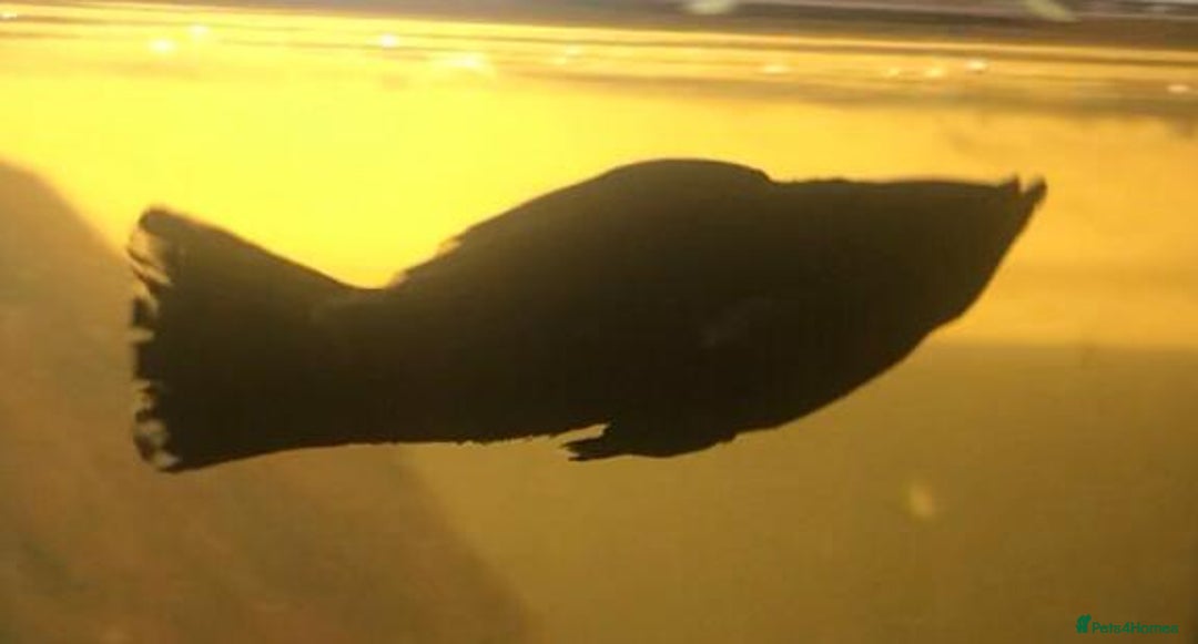 Other/Mixed Breed fish for sale: All fish sold individually for 10£ (info below) - Image 29