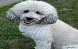 Saint Bernard dogs for sale: St Berdoodle (Saint Bernard standard Poodle) - Image 28
