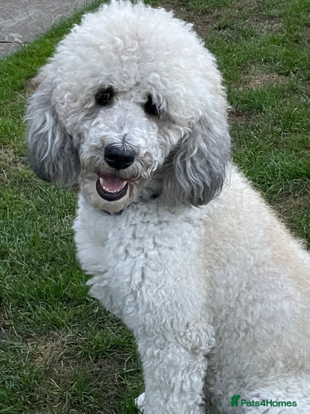 Saint Bernard dogs for sale: St Berdoodle (Saint Bernard standard Poodle) - Image 28