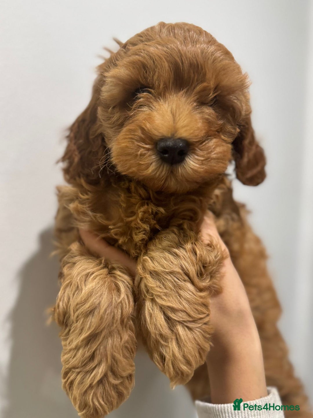 Cavapoo dogs for sale: Health tested parents  - Image 5