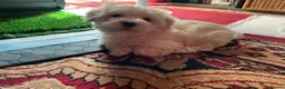 Malshi dogs for sale: Malshi Pups - Advert 3