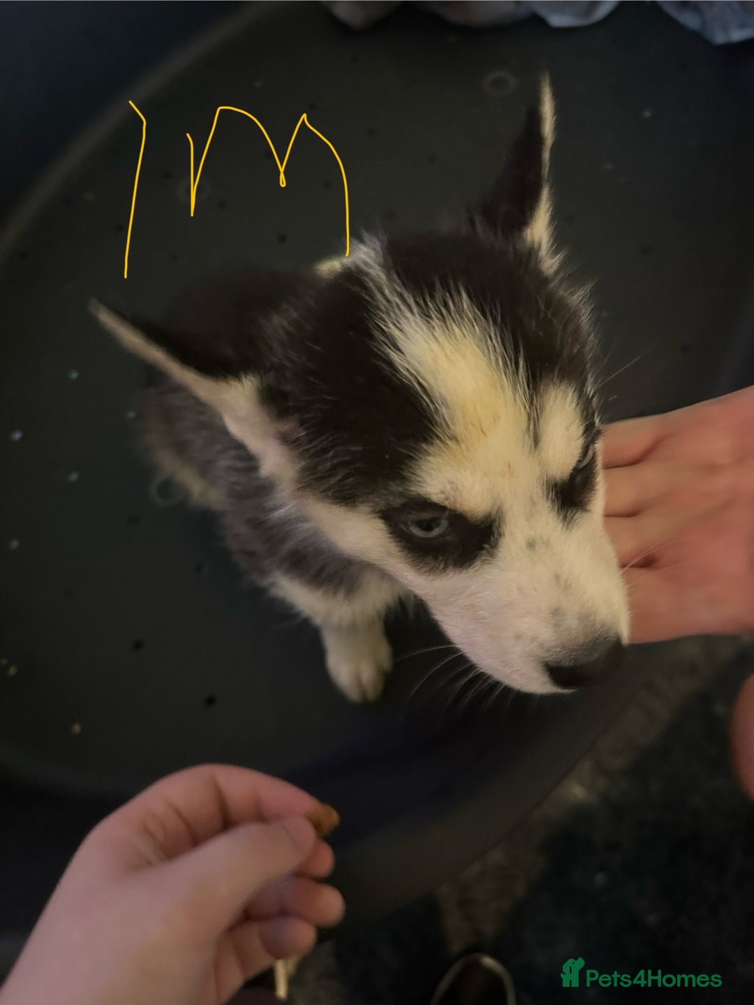 Siberian Husky dogs for sale: Five husky puppies for sale - Image 6
