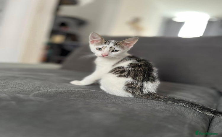 Domestic Shorthair cats - Advert 4