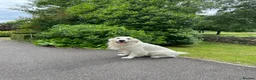 Golden Retriever dogs for stud: Golden retriever stud dog available  - Advert 9