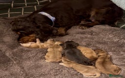 Cocker Spaniel dogs for sale: KC reg show cocker spaniels  - Image 4
