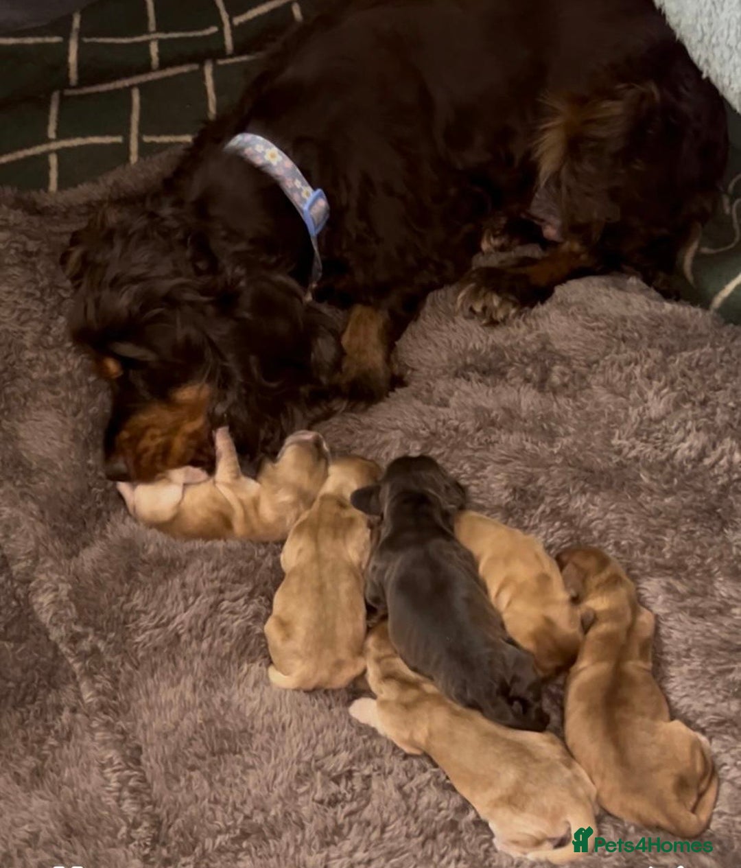 Cocker Spaniel dogs for sale: KC reg show cocker spaniels  - Image 4