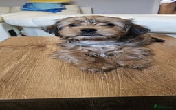 Shorkie dogs for sale: Shihtzu/ Maltese/ Yorkshire Terrier Puppies - Image 5