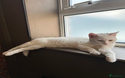 American Shorthair cats for sale: Beautiful 1-Year-Old Full White Male Cat  - Image 4