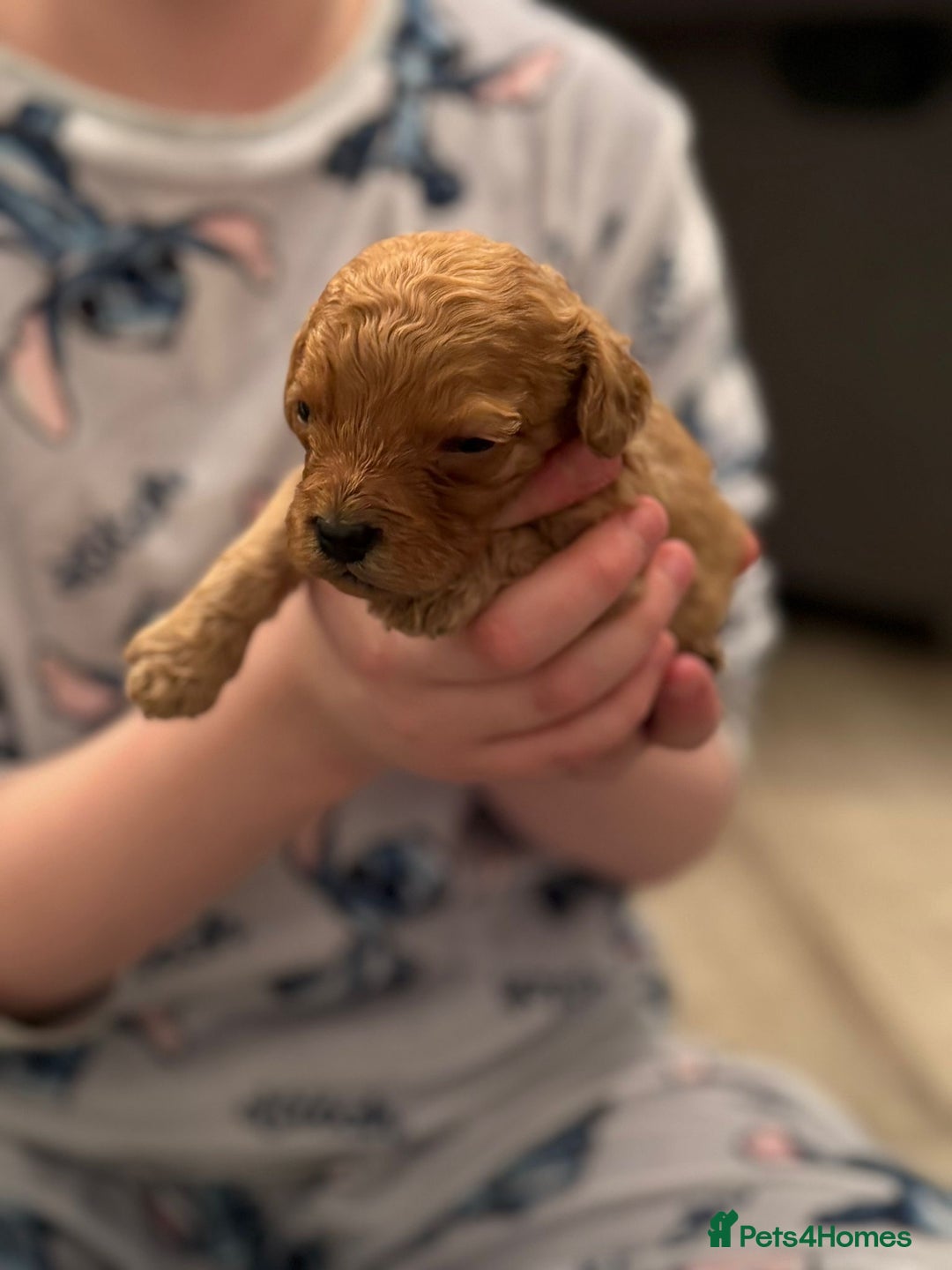 Cockapoo dogs for sale: F2 cockapoo puppies! - Advert 9