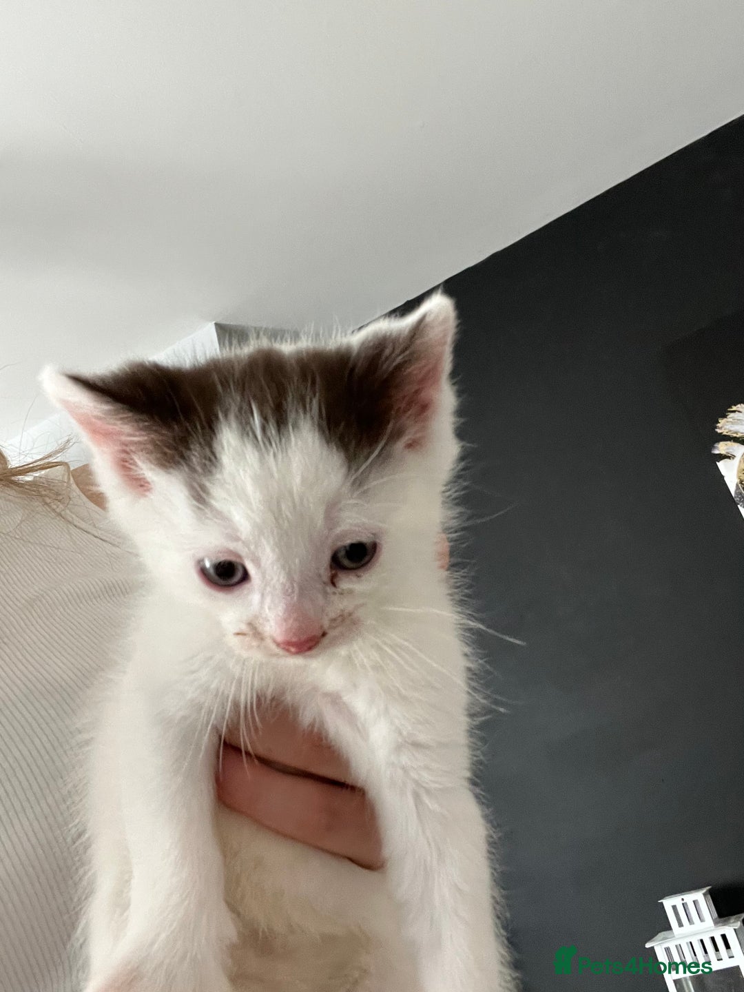 British Shorthair cats for sale: Last of the bunch brown and white kitten for sale  - Image 1