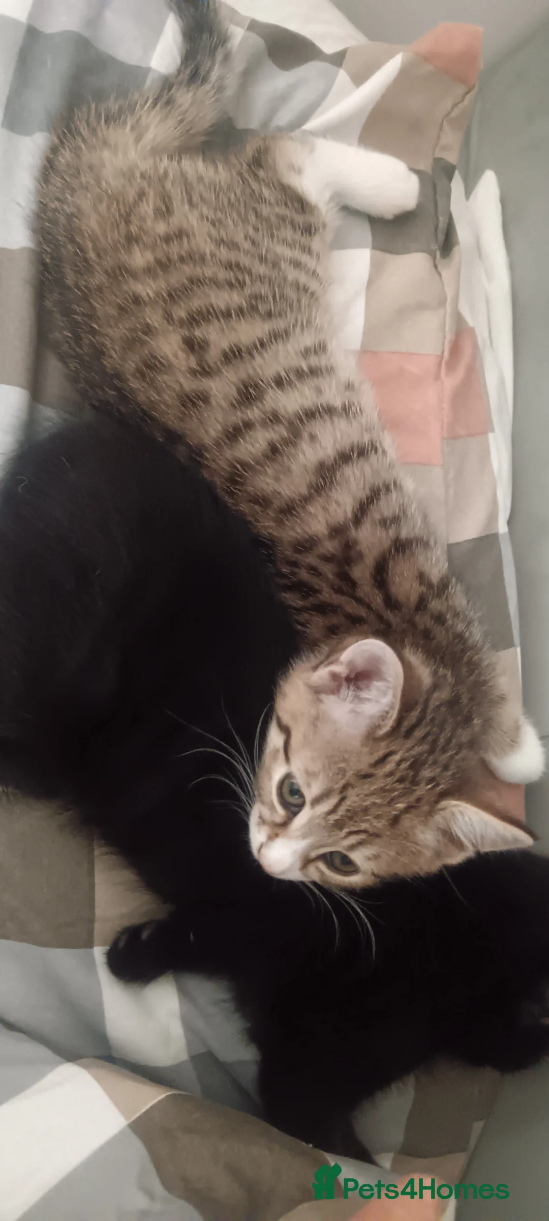 American Shorthair cats for sale: 5 kittens for sale  in Coventry - Advert 1