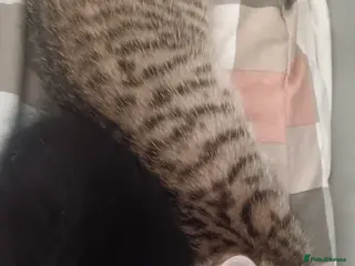 American Shorthair cats 5 kittens for sale - Advert 1