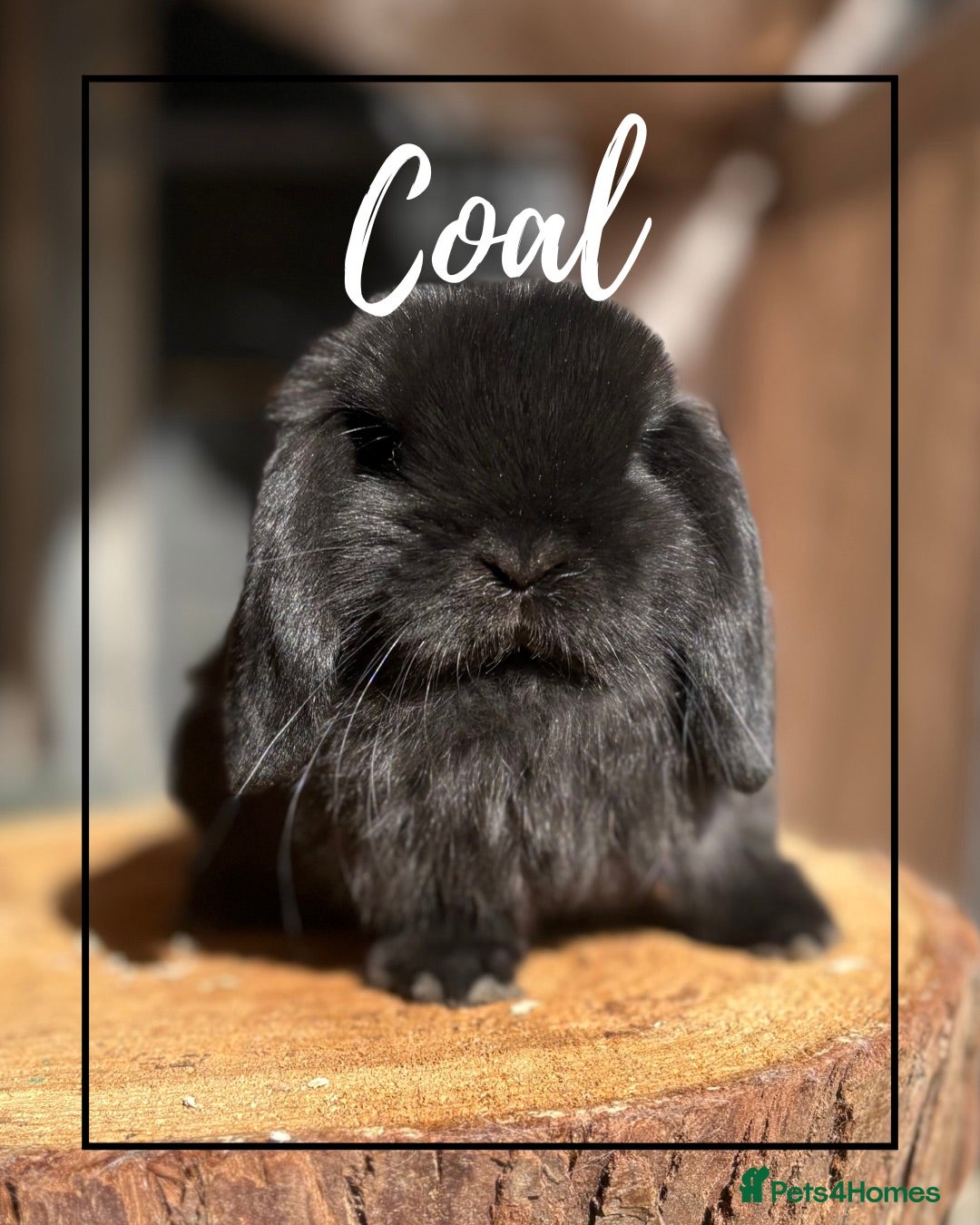 Mini Lop rabbits Mini lop buns looking for homes Adults £20 - Advert 2