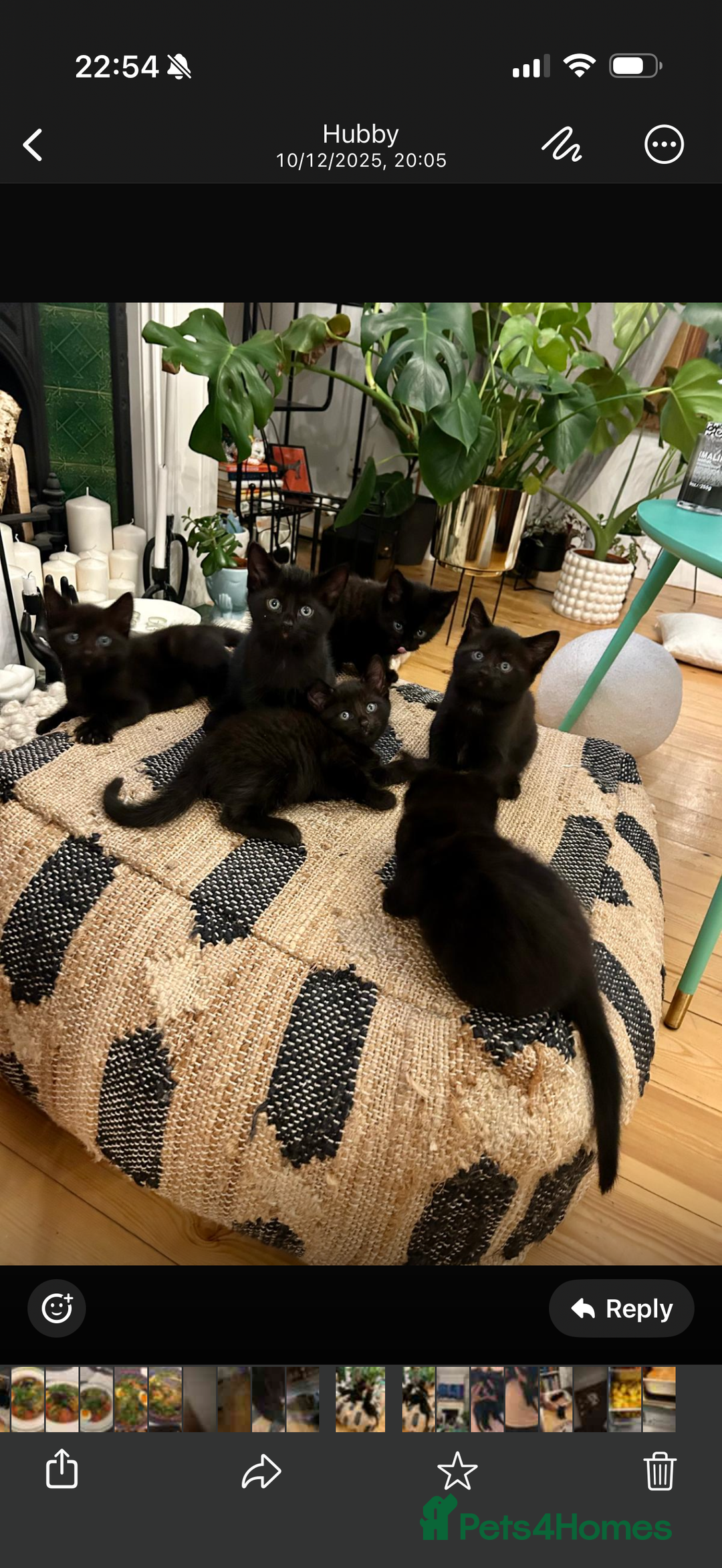 Bombay cats for sale: Little kittens  - Advert 1