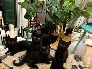 Bombay cats Little kittens - Advert 1