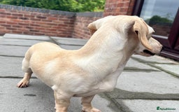 Miniature Dachshund dogs for sale: Kc registered miniature dachshunds  - Image 20