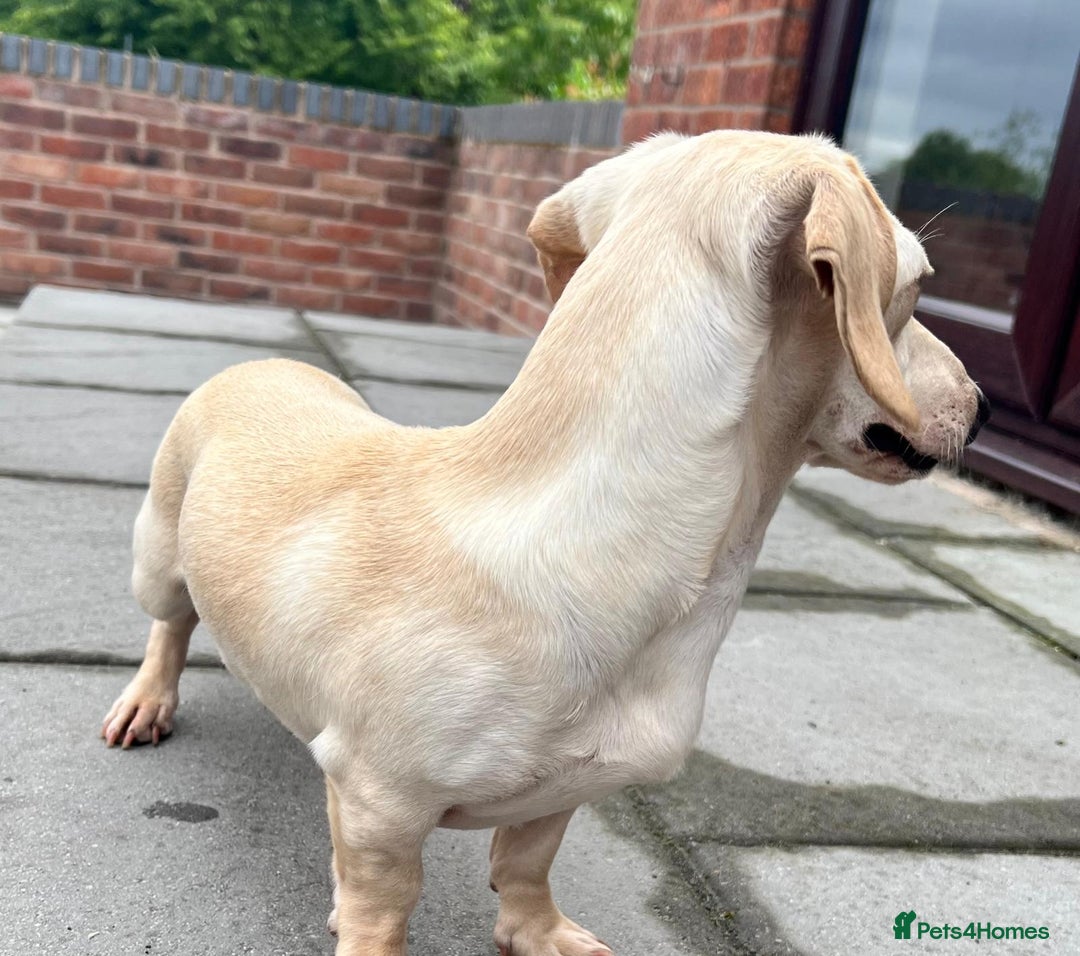 Miniature Dachshund dogs for sale: Kc registered miniature dachshunds  - Image 20
