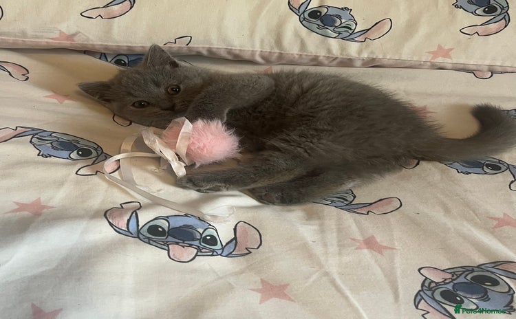 British Shorthair cats Gorgeous health tested British Blue short/longhair - Advert 2