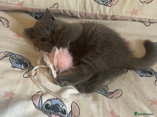 British Shorthair cats Gorgeous health tested British Blue short/longhair - Advert 1
