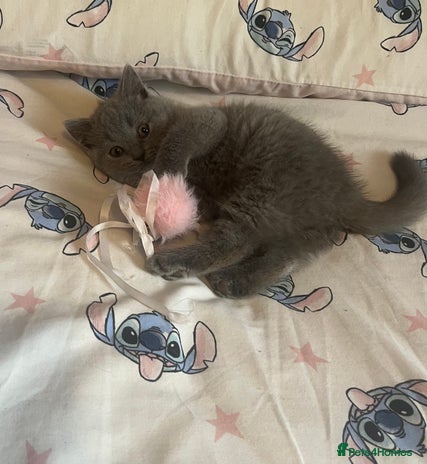 British Shorthair cats Gorgeous health tested British Blue short/longhair - Advert 1