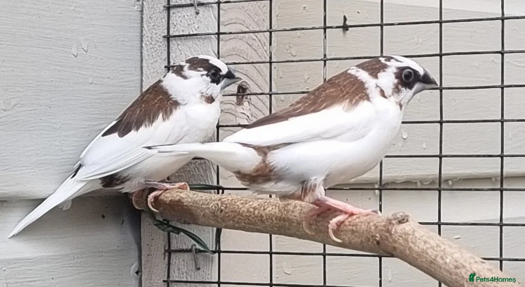 Finches birds for sale: Bengalese Finches - Advert 6