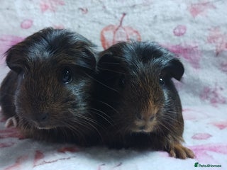 Guinea Pig rodents - Advert 32