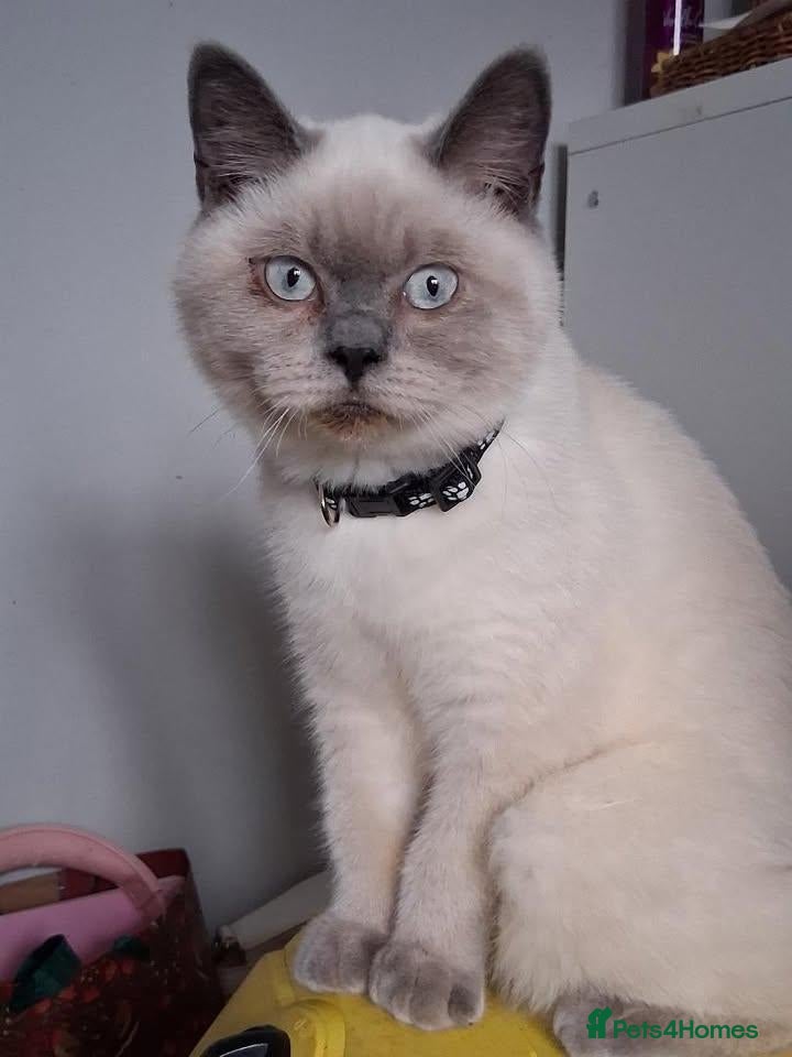 British Shorthair cats *REDUCED SIX BRITISH SHORTHAIR KITTENS - Advert 1