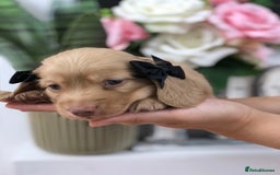 Miniature Dachshund dogs for sale: 𝕃𝕠𝕟𝕘 𝕙𝕒𝕚𝕣𝕖𝕕 𝕔𝕣𝕖𝕒𝕞 𝕡𝕦𝕡𝕡𝕚𝕖𝕤 🧸 - Image 8