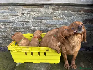 Cocker Spaniel dogs Kc Red Cocker Spaniel Puppies - Advert 1