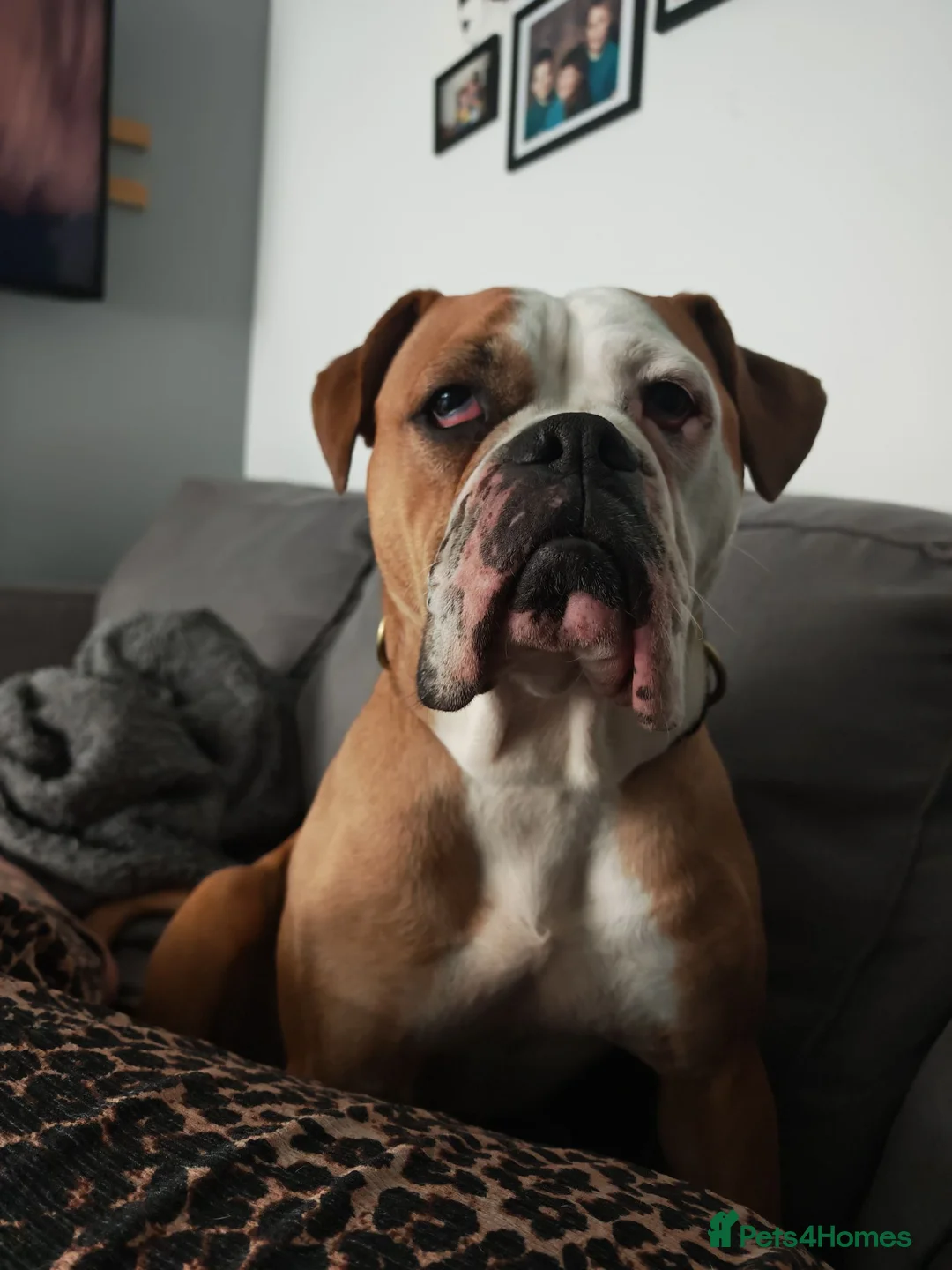 Olde English Bulldogge dogs for sale: Winnie old English bulldog  - Advert 6
